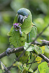 sitting Red-shouldered Macaw