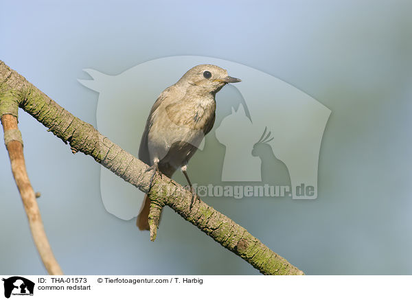 common redstart / THA-01573