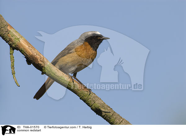 Gartenrotschwanz / common redstart / THA-01570