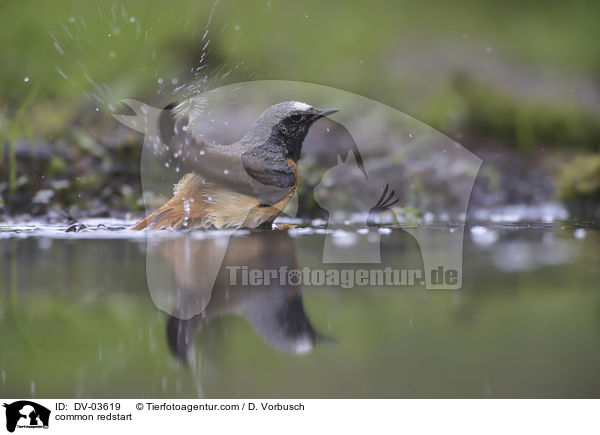 common redstart / DV-03619