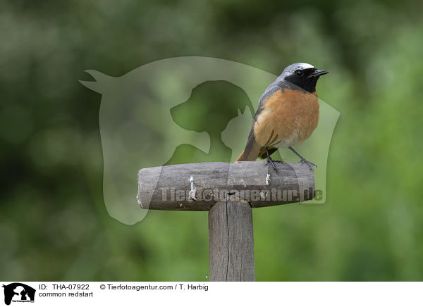 common redstart / THA-07922