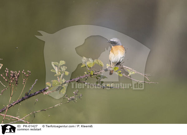 Gartenrotschwanz / common redstart / PK-01427