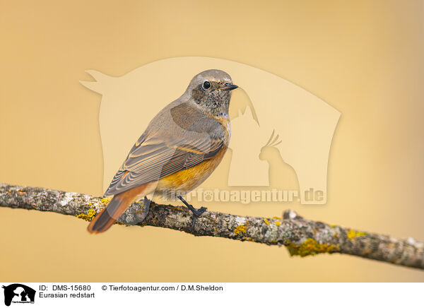 Eurasian redstart / DMS-15680