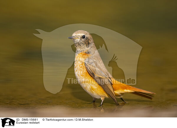 Eurasian redstart / DMS-15681