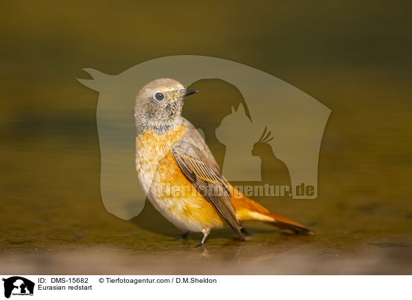 Gartenrotschwanz / Eurasian redstart / DMS-15682