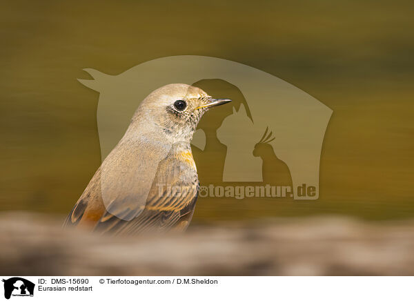 Eurasian redstart / DMS-15690