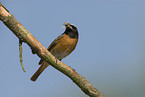 common redstart