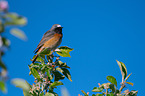 sitting Redstart