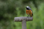 common redstart