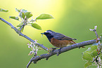 redstart