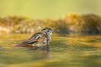 Eurasian redstart