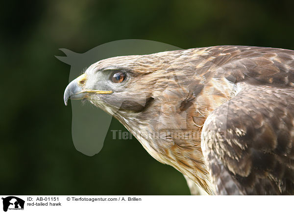 red-tailed hawk / AB-01151