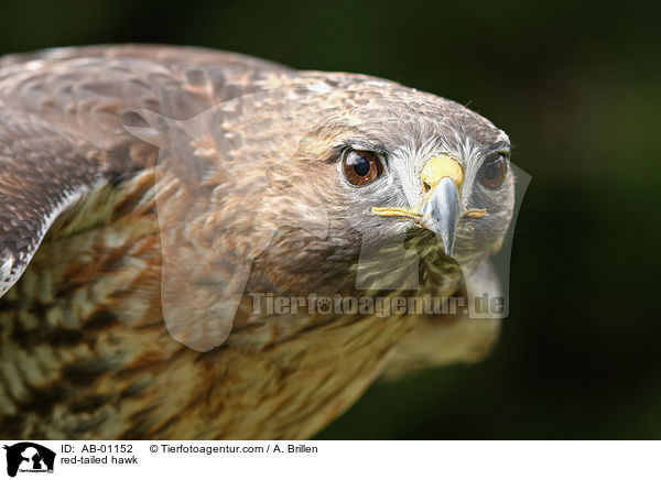 red-tailed hawk / AB-01152
