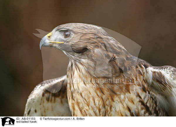 red-tailed hawk / AB-01153