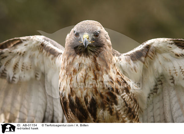 Kanadischer Rotschwanzbussard / red-tailed hawk / AB-01154