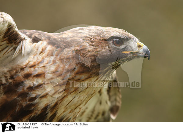 red-tailed hawk / AB-01157