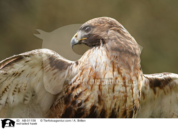 Kanadischer Rotschwanzbussard / red-tailed hawk / AB-01158