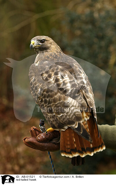 red-tailed hawk / AB-01521