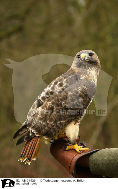 red-tailed hawk / AB-01526