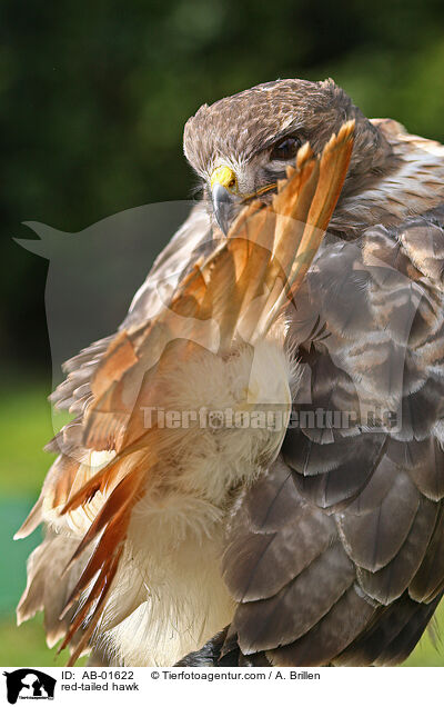 red-tailed hawk / AB-01622
