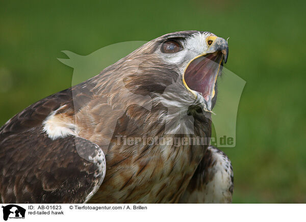red-tailed hawk / AB-01623