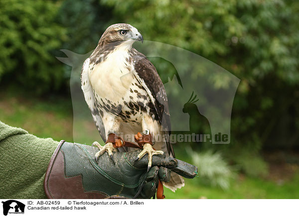 Canadian red-tailed hawk / AB-02459