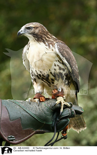 Canadian red-tailed hawk / AB-02460