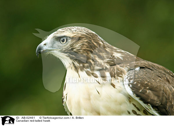 Canadian red-tailed hawk / AB-02461