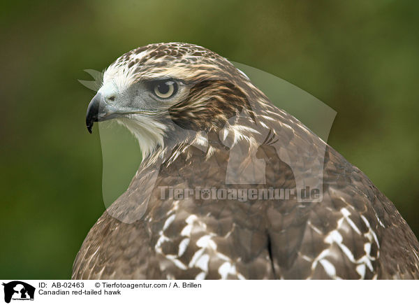 Canadian red-tailed hawk / AB-02463