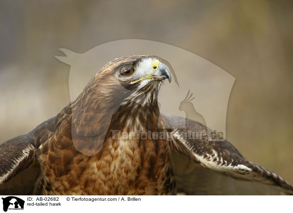 red-tailed hawk / AB-02682