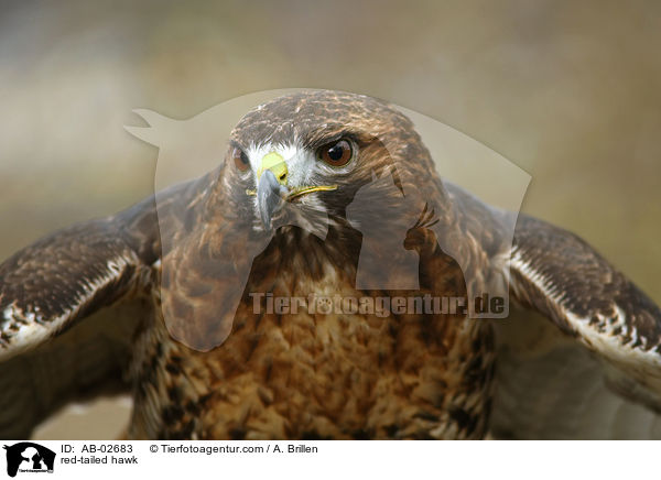 red-tailed hawk / AB-02683