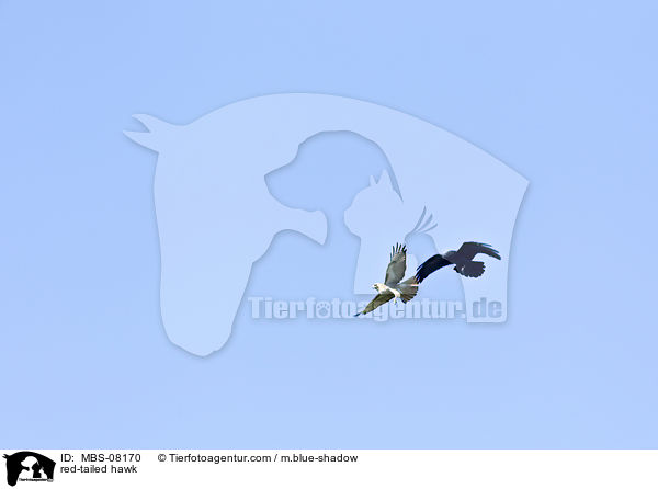red-tailed hawk / MBS-08170