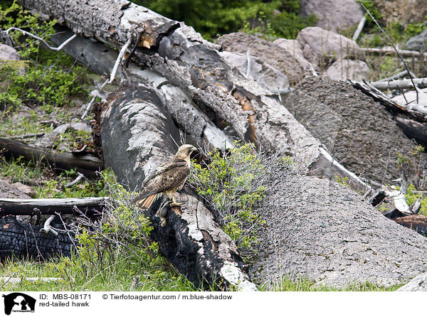 Rotschwanzbussard / red-tailed hawk / MBS-08171