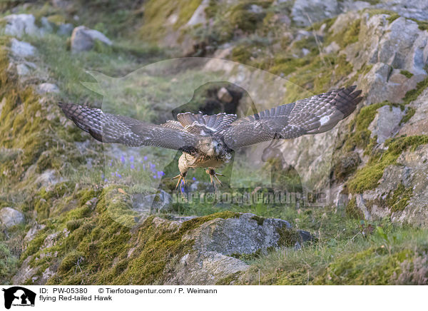 flying Red-tailed Hawk / PW-05380