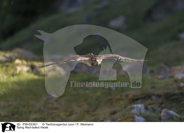 fliegender Rotschwanzbussard / flying Red-tailed Hawk / PW-05381