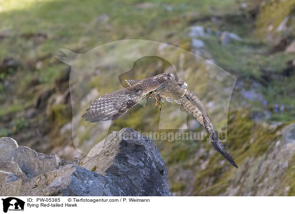 fliegender Rotschwanzbussard / flying Red-tailed Hawk / PW-05385