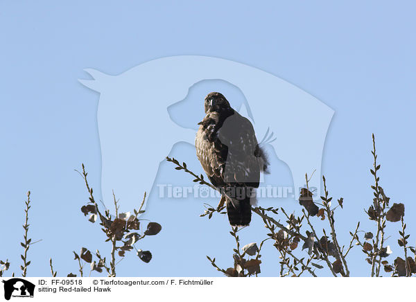 sitting Red-tailed Hawk / FF-09518