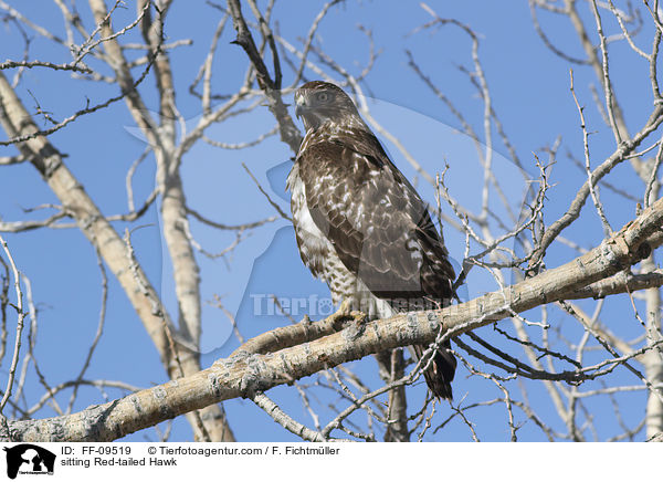 sitting Red-tailed Hawk / FF-09519