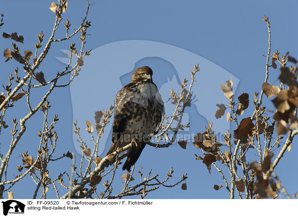 sitting Red-tailed Hawk / FF-09520