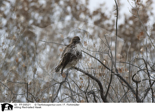 sitting Red-tailed Hawk / FF-09521