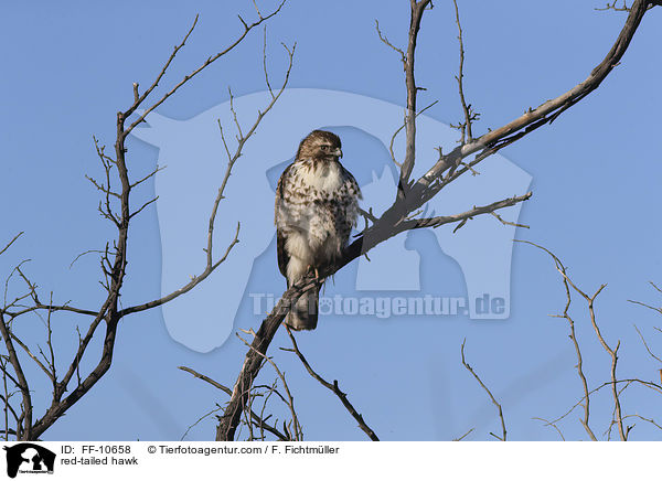 red-tailed hawk / FF-10658