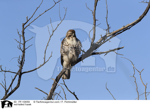 red-tailed hawk / FF-10659