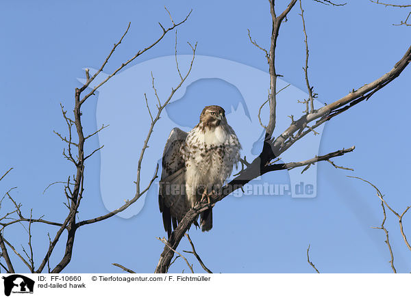 red-tailed hawk / FF-10660