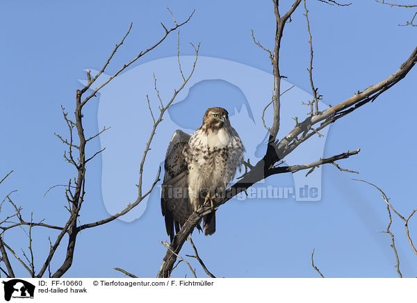 Rotschwanzbussard / red-tailed hawk / FF-10660