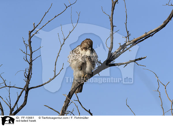 Rotschwanzbussard / red-tailed hawk / FF-10661