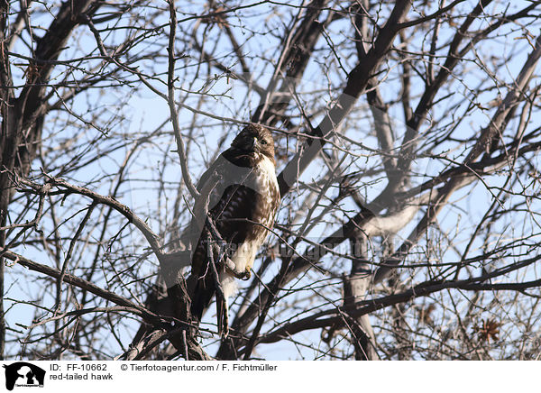 red-tailed hawk / FF-10662