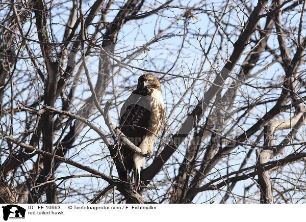 red-tailed hawk / FF-10663