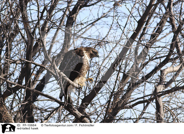 red-tailed hawk / FF-10664
