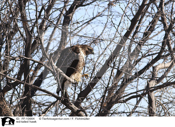 Rotschwanzbussard / red-tailed hawk / FF-10664