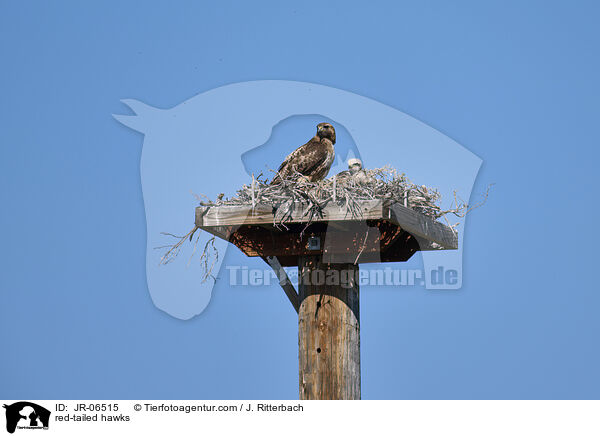 Rotschwanzbussarde / red-tailed hawks / JR-06515